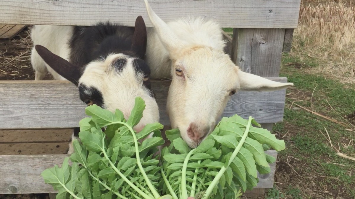冬と言えばこれ。だいこんの葉っぱ美味しいですメ。
