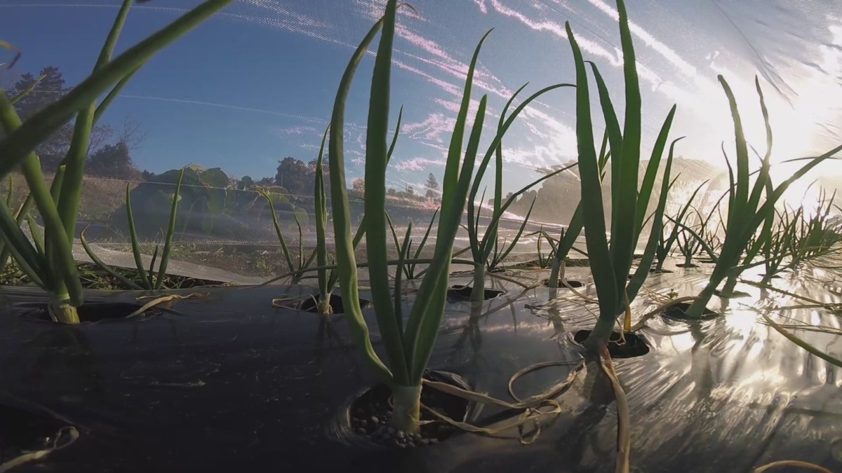 【タイムラプス♪♬】のんびり玉ねぎの一日。