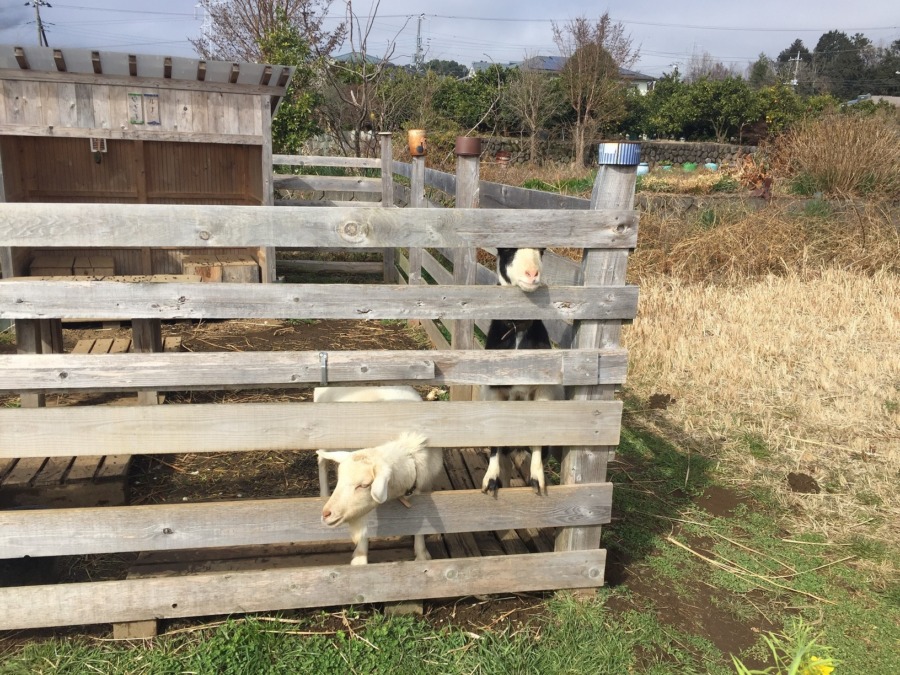 雨あがったヨ。でも蒸し蒸し。気温は20度近い、、、