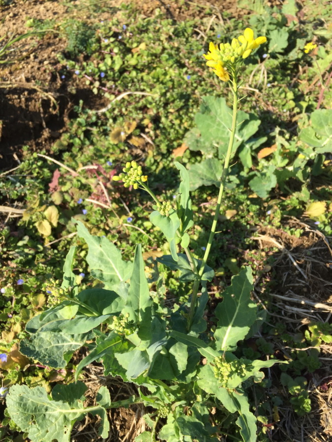 この野生化した菜の花の親は何だったのか、気になりませんか？