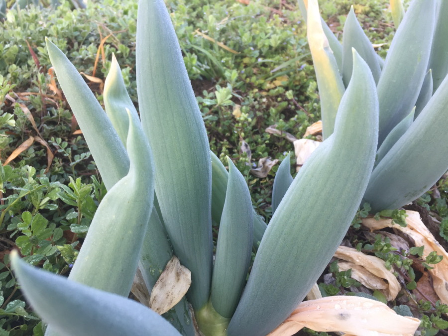 朝露が静かに輝く、早朝の下仁田ネギ。
