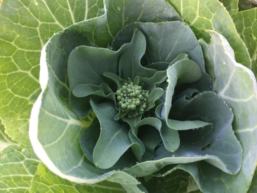 これなんでしょー？？