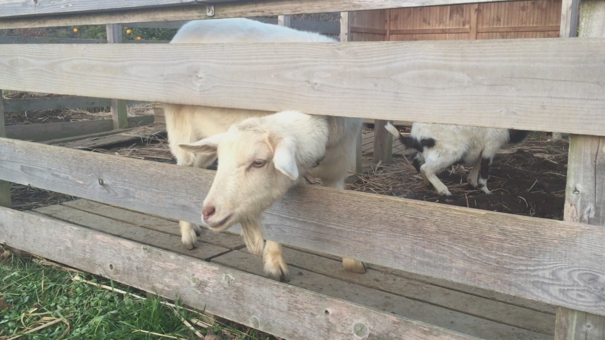 ルナの『おはよう』。