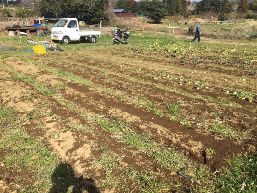 冬野菜の片付け開始。早いもので来月からは、、、
