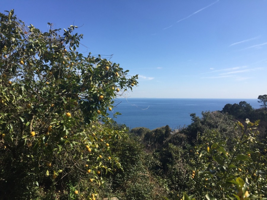 今日の片浦れもん畑。画像集。