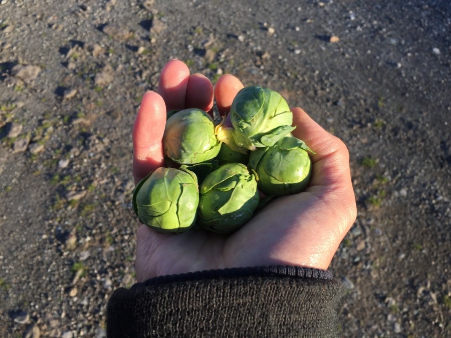 芽キャベツという不思議ワールドはいかが？