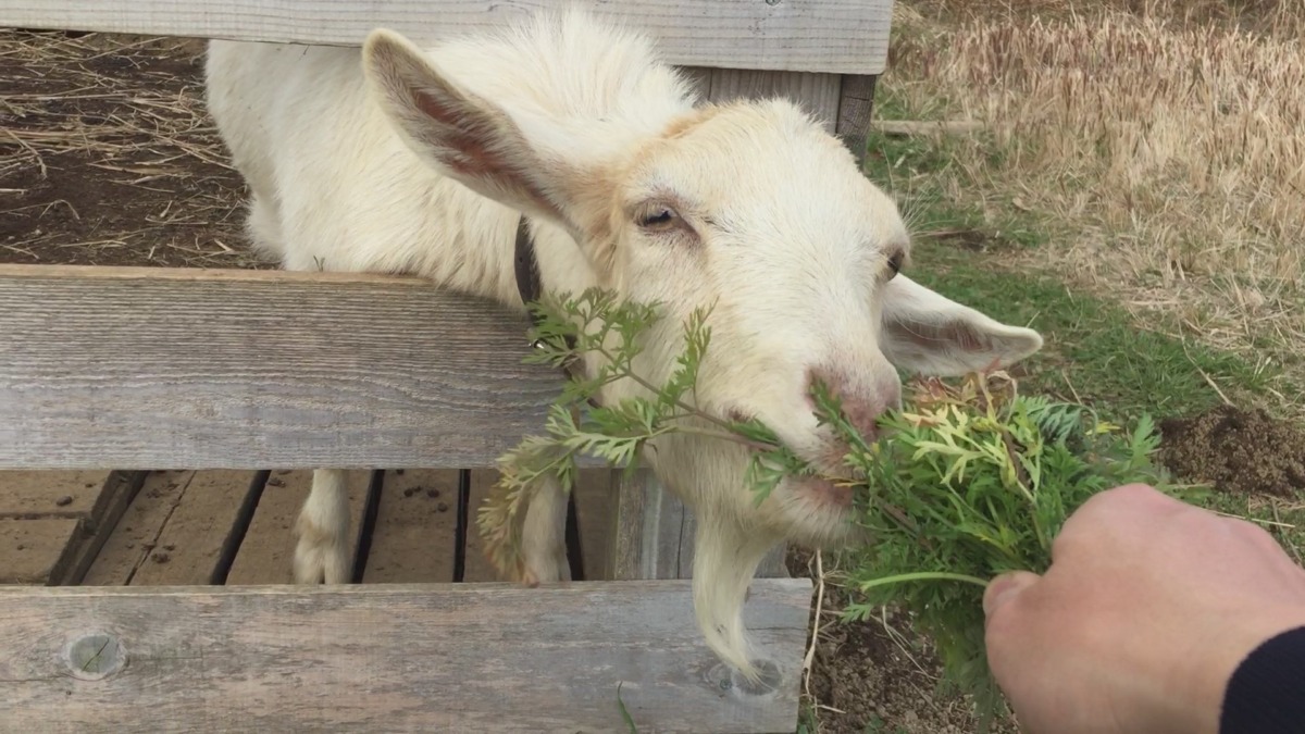 にんじん美味しい💛ルナは葉っぱが好き、おかーさんは、、、