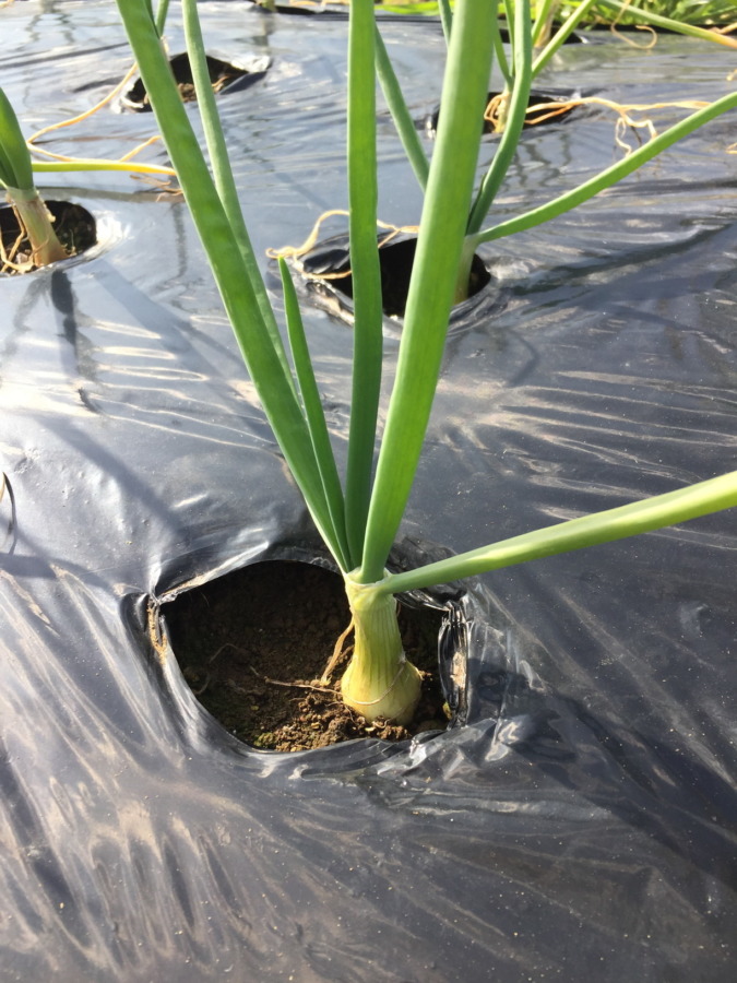 玉ねぎのいま。これは極早生（ごくわせ）だから3月収穫でワクワク♬