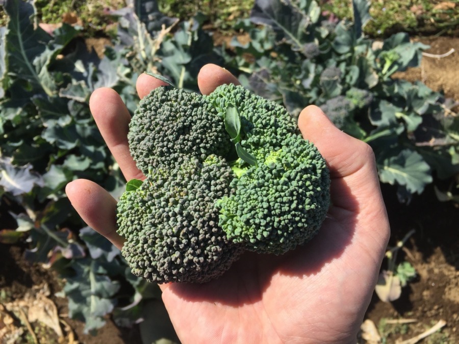 ぶろっこりの脇芽収穫。