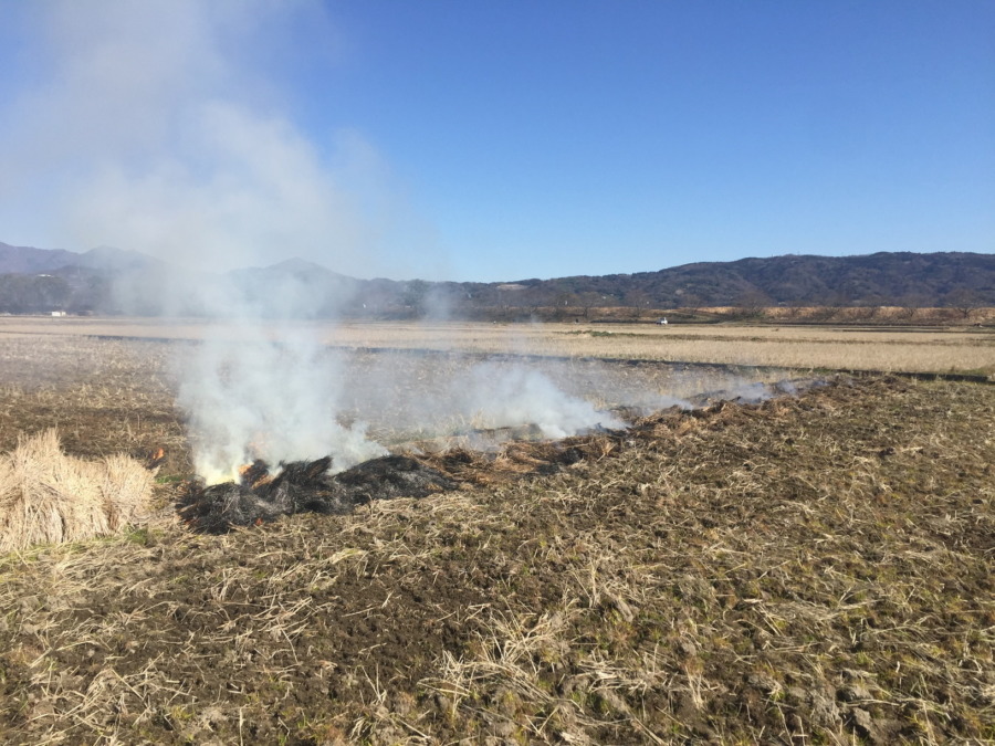今日は田んぼで野焼き。ちゃんと消防署の許可もとってますよ。