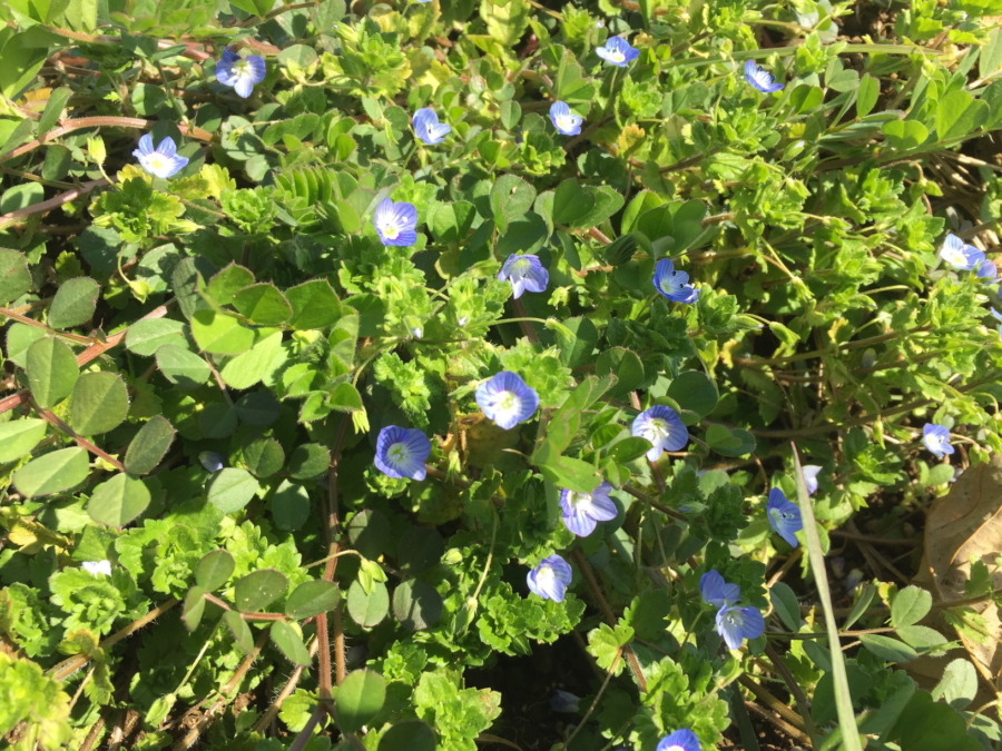 【競演】下仁田ネギとオオイヌノフグリ。