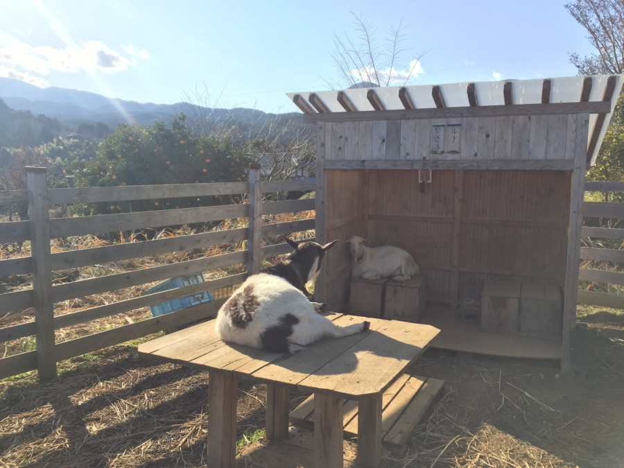 わたしとルナが眠そうなだけの動画です。