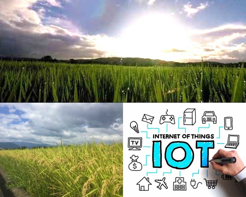 【6月6日（土）/ 7日（日）】水田×IoT×AI！暮らしとつながる未来の田んぼ体験（第一回）