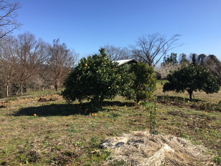 グレフルとネーブル。グレフルには追肥をパラパラしました。