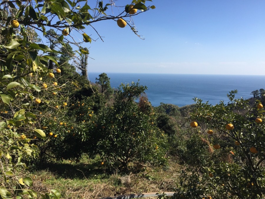 今日のレモン畑は強風。除草などの整備はだいぶ進んできました。