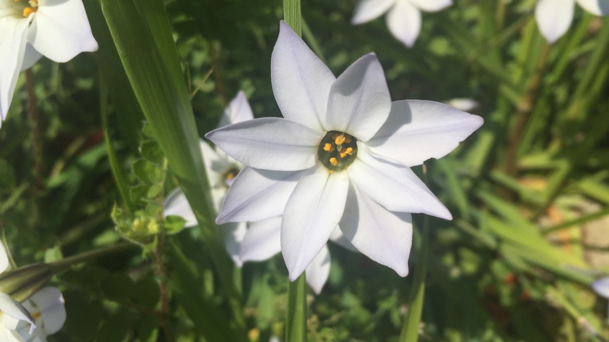 【これは何の花？】ミツバチさん、回答プリーズ（^^）/