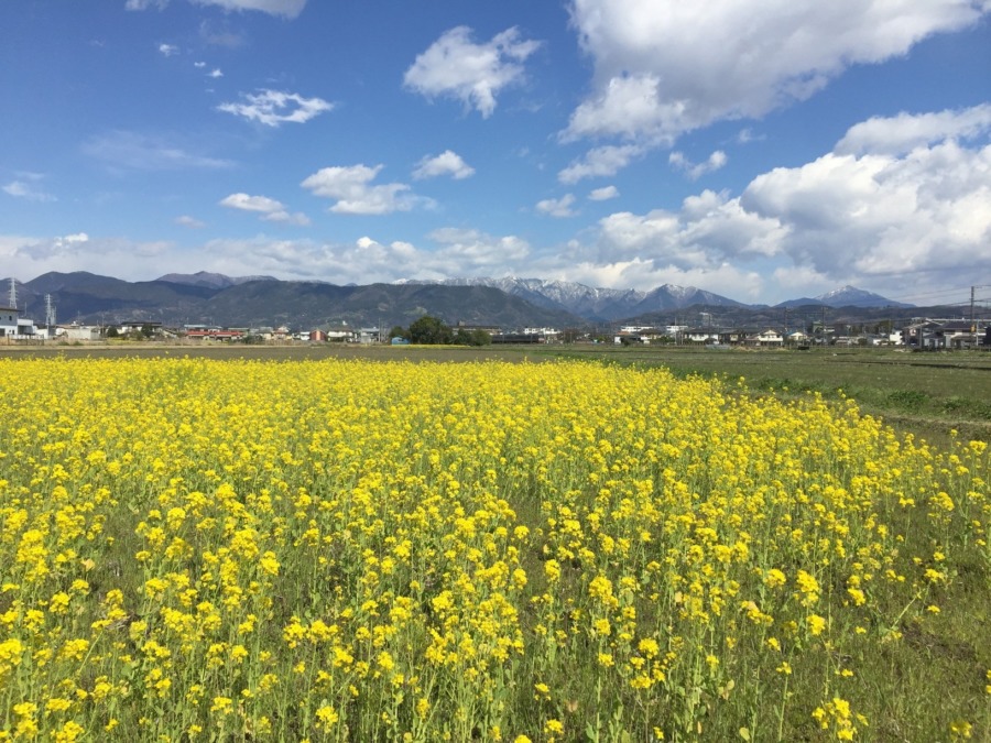 田んぼに菜の花。さて、田植えに向けて課題が一つ。