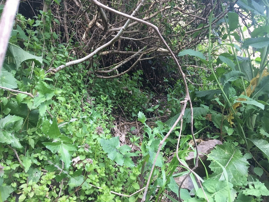 【猪さんの獣道講座】今回はレモン畑への通り道だゾ。