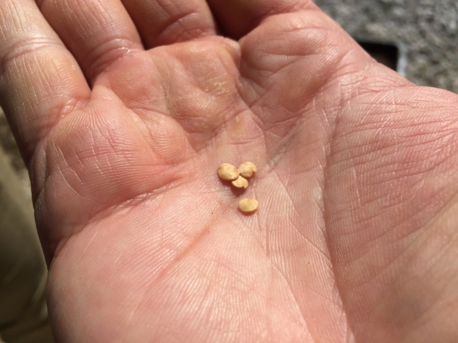 【種まきしました】ナス科三兄弟のなすです。