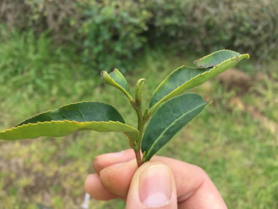 【新芽】まだですが、そろそろです。そして、