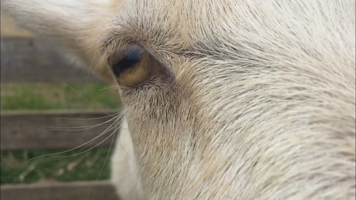 雨ふりそうで、そわそわ。