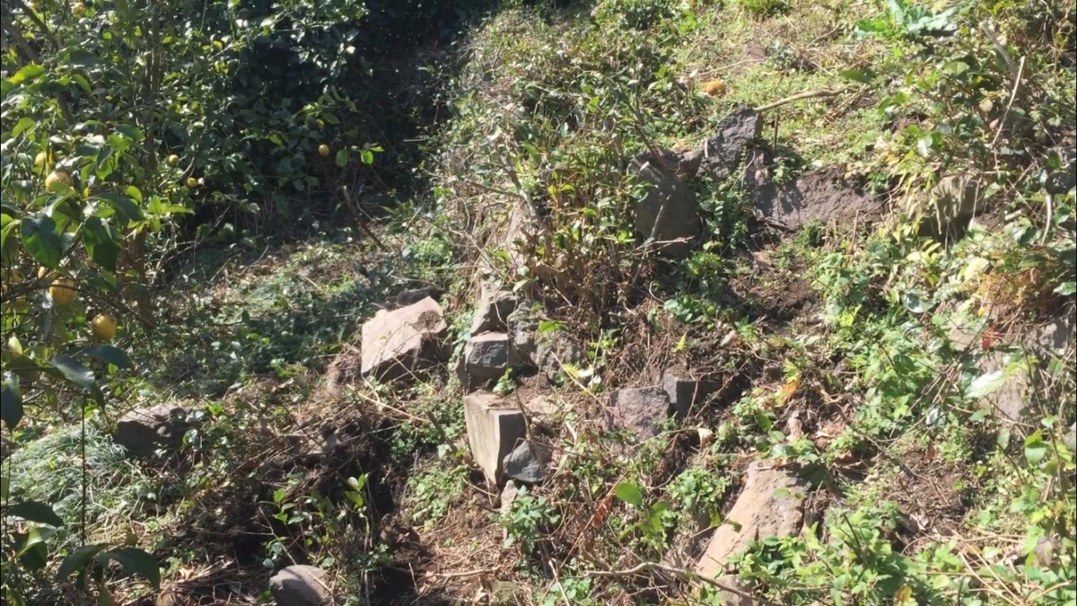 れもん畑の石垣、すごいことになってるゾ。