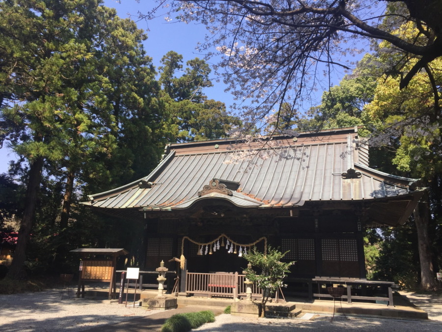 【はたけDE暦】足柄神社の控えな桜。そしてお堂の苔が素晴らしい。