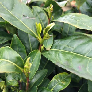 いまのお茶の芽は？？まだ芽吹いていません。