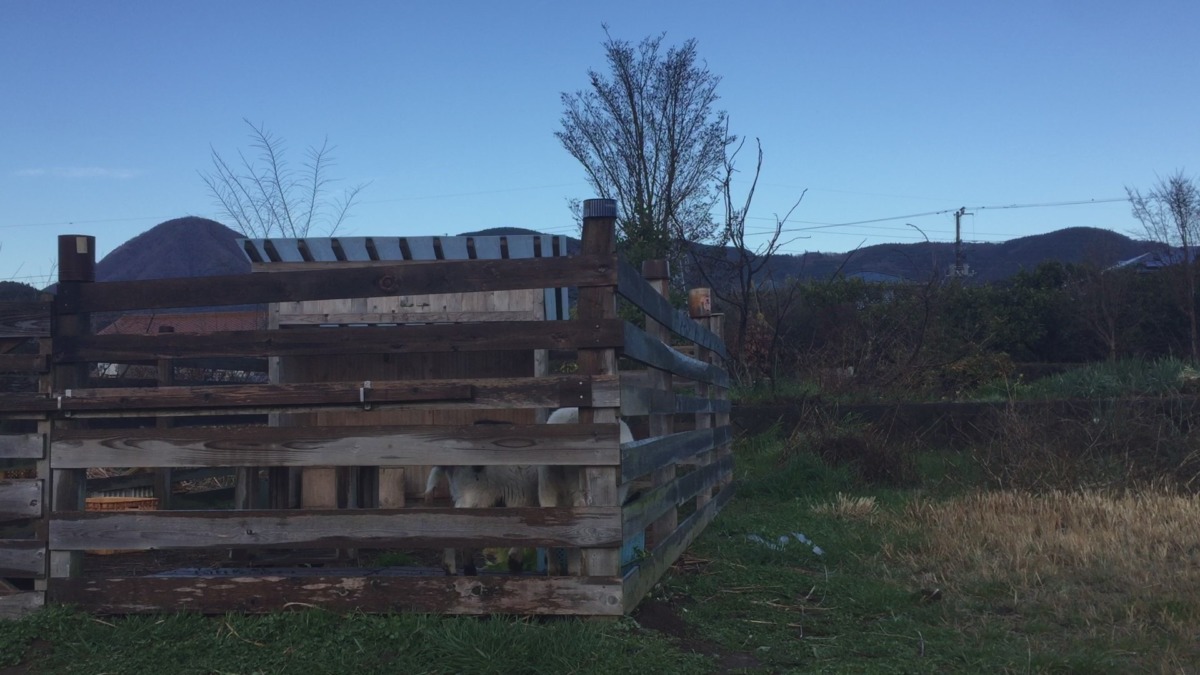 【はたけDE暦】早朝に 畑に響く 雉の一声。