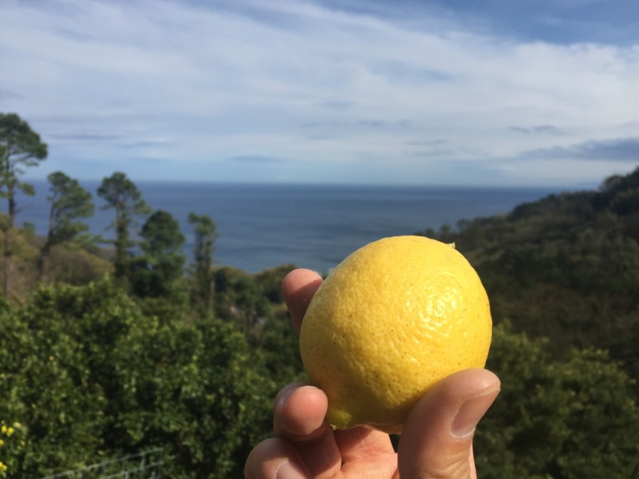 春の江之浦レモン畑。今年はお肌綺麗なの多い。