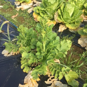 菜の花クイズ『答えは一週間後（くらい）』。