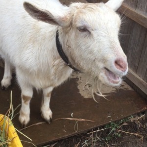 今日の朝食。ヘイキューブ固くてあきらめたyo。