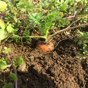 にんじん収穫楽しいヨ♪♬