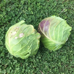 手ごろなサイズ、きゃべツインズ。