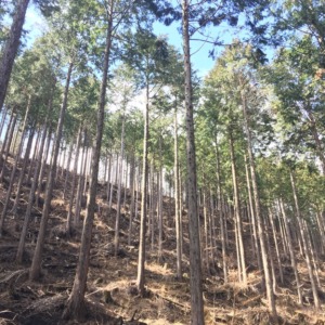 今日の山守り作業。杭打つ音に注目♪