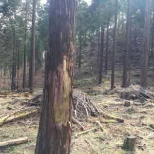 わたし、食べます。杉の樹皮。