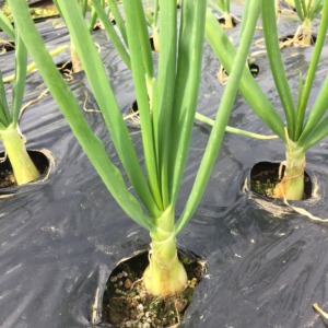 【今日のネギ属】これはたまねぎ。極早生はぷっくりと。