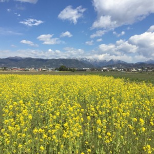 田んぼに菜の花。さて、田植えに向けて課題が一つ。