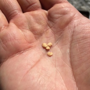 【種まきしました】ナス科三兄弟のなすです。