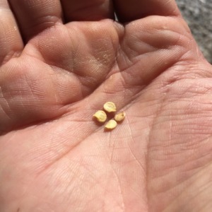 【種まきしました】ナス科三兄弟のピーマンです。