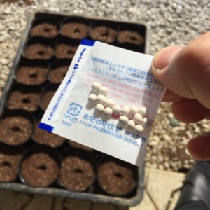 【種まきしました】ナス科三兄弟のトマトです。