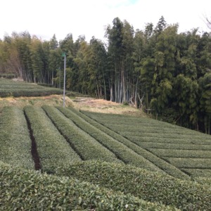 【防霜ファンの稼働開始！】出てくる新芽を守ります。