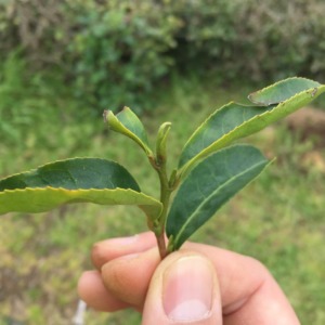 【新芽】まだですが、そろそろです。そして、