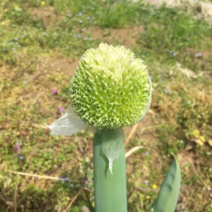 今日のねぎぼーず。きれいでしょ♪♬