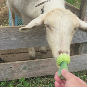 【これクイズでるヨ♪♬】ルナとおかーさんと、ねぎぼーず。