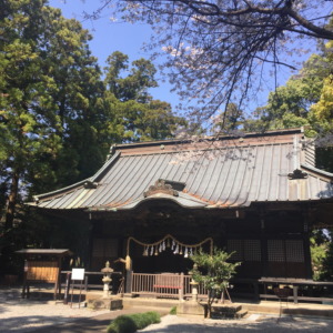 【はたけDE暦】足柄神社の控えな桜。そしてお堂の苔が素晴らしい。