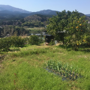 【今日のにんにく】足柄神社下のにんにくです。緑が鮮やかで春♪♬