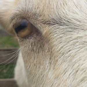 雨ふりそうで、そわそわ。