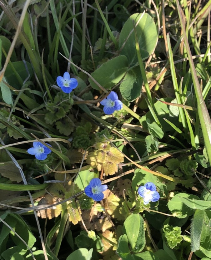 この花をたれが名づけていぬのふぐり