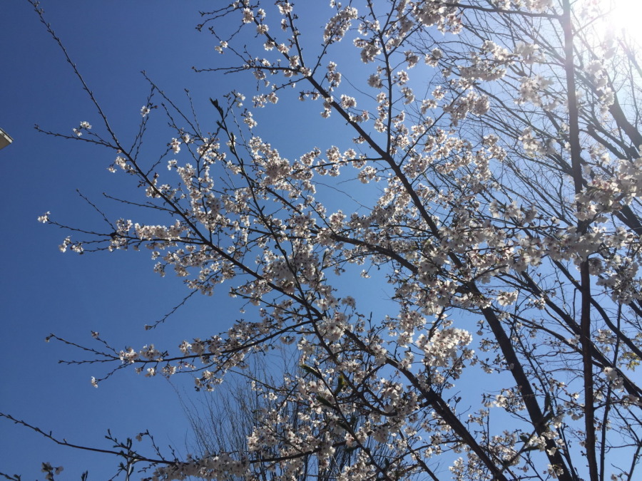 【はたけDE暦】桜と青空。咲きましたヨ♪♬